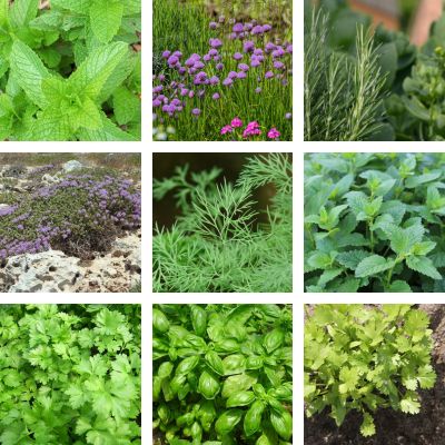 les aromatiques incontournables du jardin